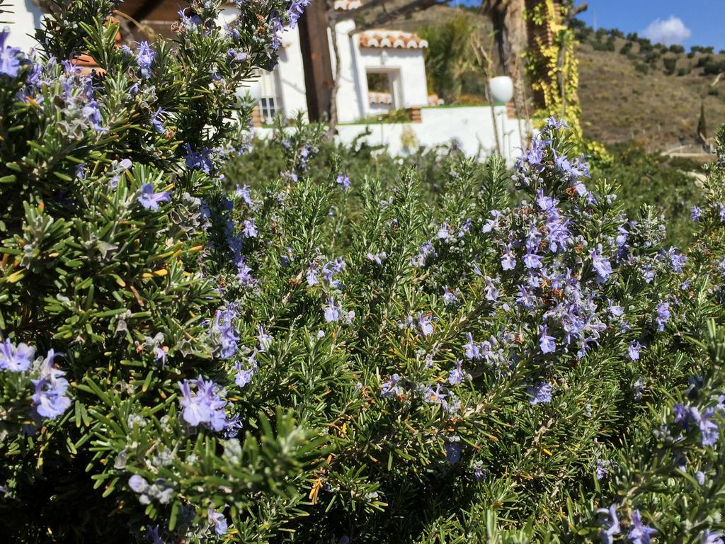 Bed and Breakfast La Casa del Burro Nerja Exterior foto